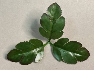 64.272 Лист хризантемы ритуальный 3ка с коричневым кантом