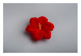  Клематис бархатный большой 501 