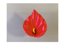  Калла средняя 31/504 