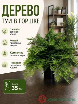 Дерево туи в горшке (h-35 см)