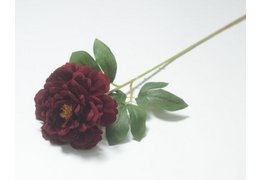  Пион 